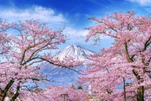 fuji mountain cherry blossoms spring japan crc56c26b83 size15.67mb 6000x4000 1 - title:Home - اورچین فایل - format: - sku: - keywords: p_id:18