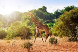 giraffe savanna crc3bdd864a size6.11mb 4665x3110 - title:Home Main - اورچین فایل - format: - sku: - keywords: p_id:18