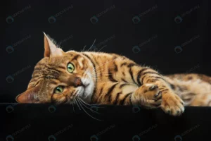 golden bengal cat black wall crcb37d6578 size11.24mb 5760x3840 1 - title:Home - اورچین فایل - format: - sku: - keywords: p_id:18