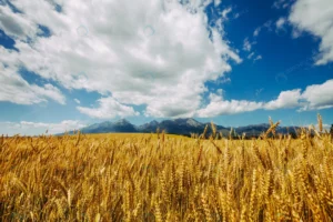 golden field wheat background infinite cloudy blu crcb6ac8f5c size11.42mb 4500x3000 - title:Home - اورچین فایل - format: - sku: - keywords: p_id:18