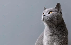 gray kitty with monochrome wall her crc2985be3e size1.45mb 6591x4194 - title:Home - اورچین فایل - format: - sku: - keywords: p_id:18