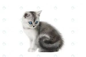 gray little kitten with blue eyes isolate crc0918195e size1.85mb 3500x2333 1 - title:Home - اورچین فایل - format: - sku: - keywords: p_id:18