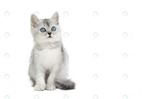 gray scottish kitten with blue eyes isolate crc27df6e77 size2.4mb 4500x3000 1 - title:Home - اورچین فایل - format: - sku: - keywords: p_id:18