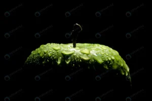 green apple with water drops black crc69a2b684 size3.61mb 6720x4480 - title:Home - اورچین فایل - format: - sku: - keywords: p_id:18