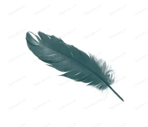 green feather isolated white background crc5580e378 size2.51mb 4320x3688 - title:Home - اورچین فایل - format: - sku: - keywords: p_id:18