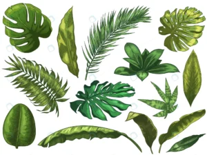 green tropical leaves hand drawn rainforest natur crc9875c117 size7.72mb - title:Home - اورچین فایل - format: - sku: - keywords: p_id:18