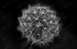 greyscale closeup shot dandelion with black backg crc7e6b6b42 size10.72mb 6240x3974 - title:Home - اورچین فایل - format: - sku: - keywords: p_id:18