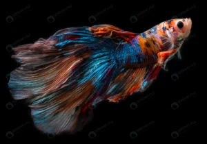 half moon giant betta siamese fighting fish crcb3a072bd size10.23mb 6326x4435 1 - title:Home - اورچین فایل - format: - sku: - keywords: p_id:18