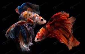 half moon nemo betta siamese fighting fish moveme crc22c7fca4 size6.22mb 6157x3937 1 - title:Home - اورچین فایل - format: - sku: - keywords: p_id:18