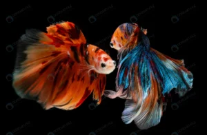 half moon nemo betta siamese fighting fish moveme crc888b364a size8.12mb 7078x4628 1 - title:Home - اورچین فایل - format: - sku: - keywords: p_id:18