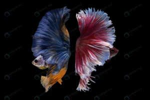 halfmoon betta fish crc0f86ddad size4.3mb 4499x3000 1 - title:Home - اورچین فایل - format: - sku: - keywords: p_id:18