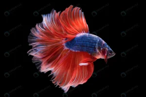 halfmoon betta fish crc877a2ff6 size3.78mb 4158x2776 1 - title:Home - اورچین فایل - format: - sku: - keywords: p_id:18