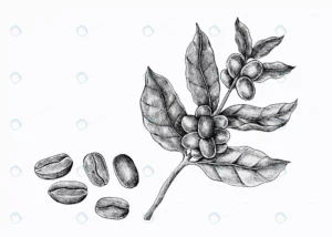 hand drawn coffee plant with beans crcdbb68c9b size12.71mb 1 - title:Home - اورچین فایل - format: - sku: - keywords: p_id:18