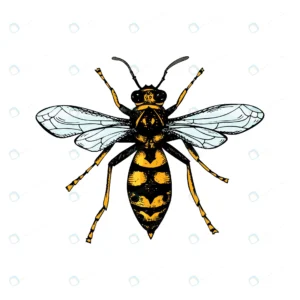 hand drawn colored wasp crcf402b39c size1.85mb - title:Home - اورچین فایل - format: - sku: - keywords: p_id:18