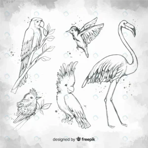 hand drawn exotic bird collection crc4b74a181 size14.16mb 1 - title:Home - اورچین فایل - format: - sku: - keywords: p_id:18