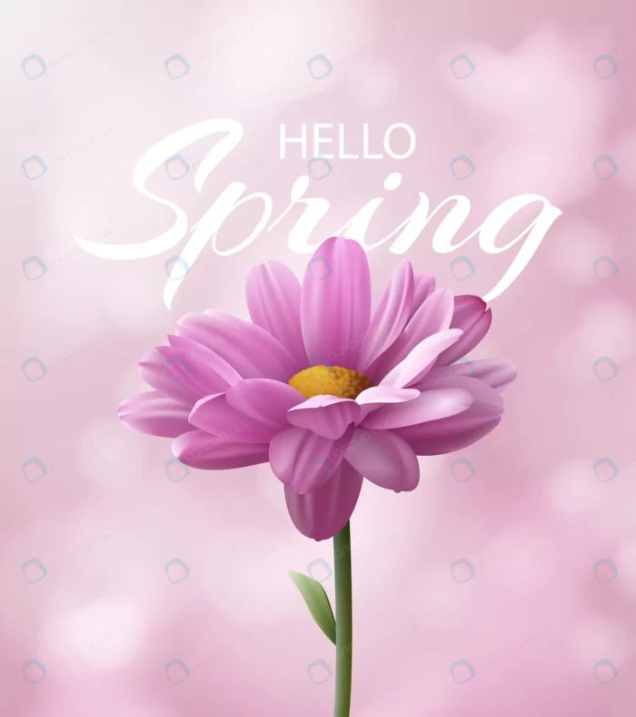 hello spring banner with realistic pink chrysanth crcdce65748 size9.15mb - title:وکتور پوستر بهاری - اورچین فایل - format:EPS - وکتور - sku:crcdce65748 - keywords: p_id:55320