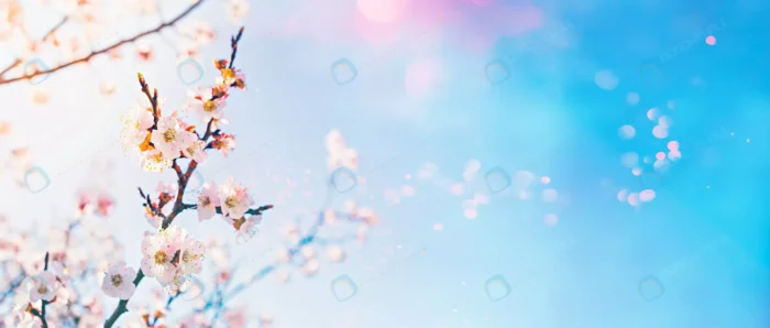 hello spring concept flowering fruit tree with len rnd377 frp11579897 - title:شکوفه های درخت با پس زمینه بوکه - اورچین فایل - format:JPG - استوک - sku:frp11579897 - keywords: p_id:69563