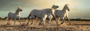 herd white horses running through water image tak crc2f2f1c69 size3.7mb 7360x2539 1 - title:Home - اورچین فایل - format: - sku: - keywords: p_id:18