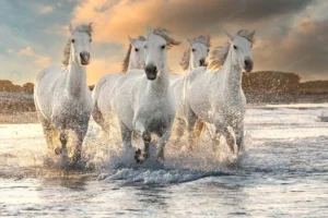 herd white horses running through water image tak crc70c7d7f9 size22.68mb 7360x4912 1 - title:Home - اورچین فایل - format: - sku: - keywords: p_id:18