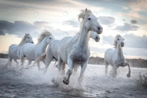 herd white horses running through water image tak crcf8783671 size8.25mb 7360x4912 1 - title:Home - اورچین فایل - format: - sku: - keywords: p_id:18