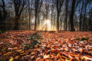 high angle shot red autumn leaves ground forest w crc2f1b981f size22.45mb 5920x3947 - title:Home - اورچین فایل - format: - sku: - keywords: p_id:18