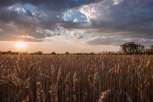 horizontal shot wheat spike field time sunset bre crc8e026d5b size19.38mb 7360x4912 - title:Home - اورچین فایل - format: - sku: - keywords: p_id:18