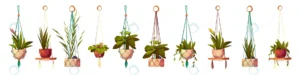 house plants hanging pots isolated flowers set.jp crcf64613da size2.96mb - title:Home - اورچین فایل - format: - sku: - keywords: p_id:18