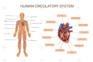 human body organ systems colored infographic crc6e29f474 size2.15mb - title:Home - اورچین فایل - format: - sku: - keywords: p_id:18