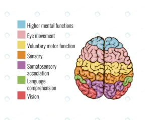 human brain anatomy function area mind system inf crc343215ad size2.07mb - title:Home - اورچین فایل - format: - sku: - keywords: p_id:18