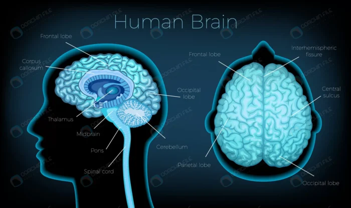 human brain poster illustrated silhouette head pr crcf81d4c7b size7.45mb - title:وکتور مغز انسان - اورچین فایل - format:EPS - وکتور - sku:crcf81d4c7b - keywords: p_id:86341