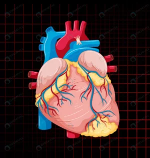 human internal organ with heart crc32e94b6b size3.78mb - title:Home - اورچین فایل - format: - sku: - keywords: p_id:18