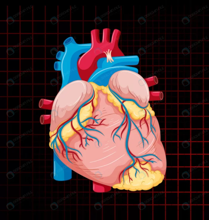 human internal organ with heart crc32e94b6b size3.78mb - title:آناتومی قلب انسان - اورچین فایل - format:EPS - وکتور - sku:crc32e94b6b - keywords: p_id:86343