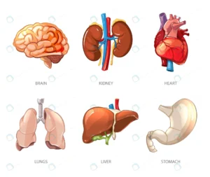 human internal organs anatomy cartoon vector styl crcb1cb26c0 size2.90mb - title:Home - اورچین فایل - format: - sku: - keywords: p_id:18