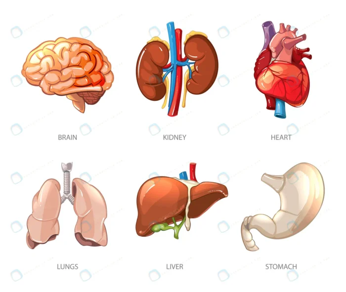 human internal organs anatomy cartoon vector styl crcb1cb26c0 size2.90mb - title:وکتور کارتونی ارگان های داخلی بدن انسان - اورچین فایل - format:EPS - وکتور - sku:crcb1cb26c0 - keywords: p_id:86345