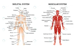 human muscular skeletal systems informative poste crcb0a566e8 size3.94mb - title:Home Main - اورچین فایل - format: - sku: - keywords: p_id:18