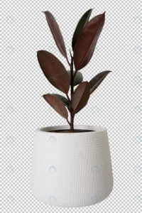 indian rubber tree white pot transparency backgro crcc9f7d82c size35.53mb 1 - title:Home - اورچین فایل - format: - sku: - keywords: p_id:18