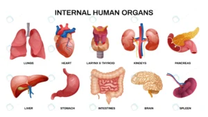 internal human organs horizontal icon set crc89e4b1de size4.18mb - title:Home - اورچین فایل - format: - sku: - keywords: p_id:18