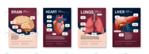 internal human organs poster set with brain heart crca79001cd size4.60mb - title:Home - اورچین فایل - format: - sku: - keywords: p_id:18