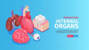 internal organs banner with heart eye kidneys iso crce081ccac size1.58mb - title:Home - اورچین فایل - format: - sku: - keywords: p_id:18