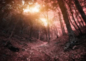 into infrared forest nature composition crc03af1668 size16.07mb 4574x3262 - title:Home - اورچین فایل - format: - sku: - keywords: p_id:18