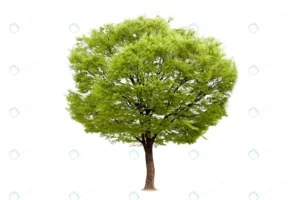 isolated tree ecology decoration crcee5cdd81 size9.02mb 6000x4000 - title:Home - اورچین فایل - format: - sku: - keywords: p_id:18