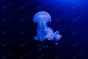 jellyfish blue background from aquarium prague rnd439 frp19869884 - title:Home - اورچین فایل - format: - sku: - keywords: p_id:18