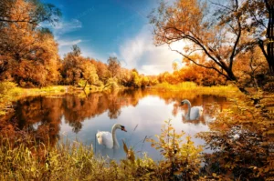 lake with red autumn trees shore swan crc35bd5a85 size21.04mb 5472x3636 - title:Home - اورچین فایل - format: - sku: - keywords: p_id:18