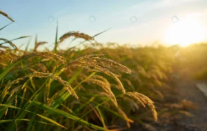 large green rice field with green rice plants row crc82828210 size16.02mb 6383x4050 - title:Home - اورچین فایل - format: - sku: - keywords: p_id:18