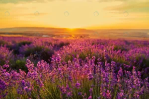 lavender field sunset great summer landscape rnd436 frp5474783 - title:Home - اورچین فایل - format: - sku: - keywords: p_id:18