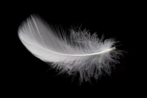 light fluffy white feather black background crce1d40b10 size5.13mb 5472x3648 - title:Home - اورچین فایل - format: - sku: - keywords: p_id:18