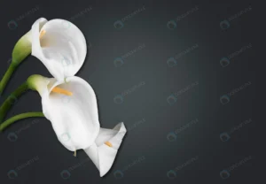 lily flower dark background condolence card empty crc5bf67ff1 size2.52mb 5000x3460 - title:Home - اورچین فایل - format: - sku: - keywords: p_id:18