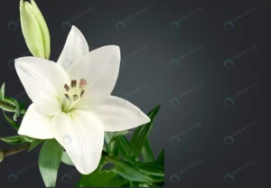 lily flower dark background crcbe622285 size3.02mb 5000x3460 - title:Home - اورچین فایل - format: - sku: - keywords: p_id:18