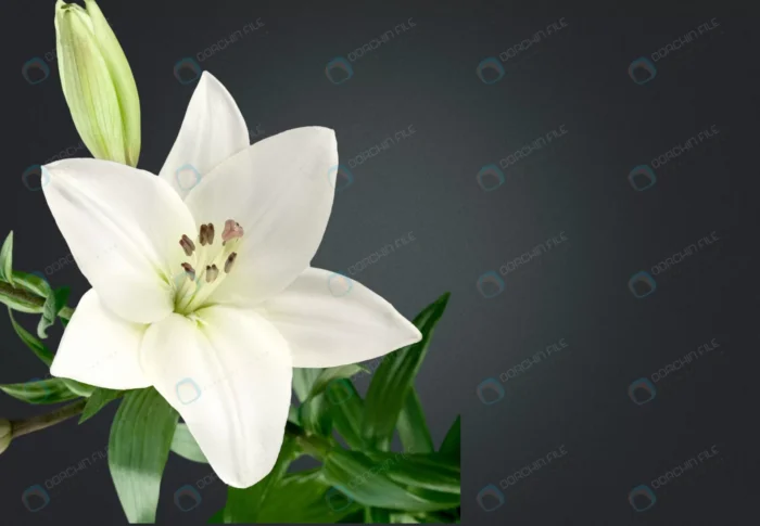 lily flower dark background crcbe622285 - title:تصویر باکیفیت از گل لیلیوم - اورچین فایل - format:JPG - استوک - sku:crcbe622285 - keywords: p_id:65835