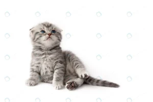 little kitten white crcd46c3656 size3.76mb 5000x3333 1 - title:Home - اورچین فایل - format: - sku: - keywords: p_id:18